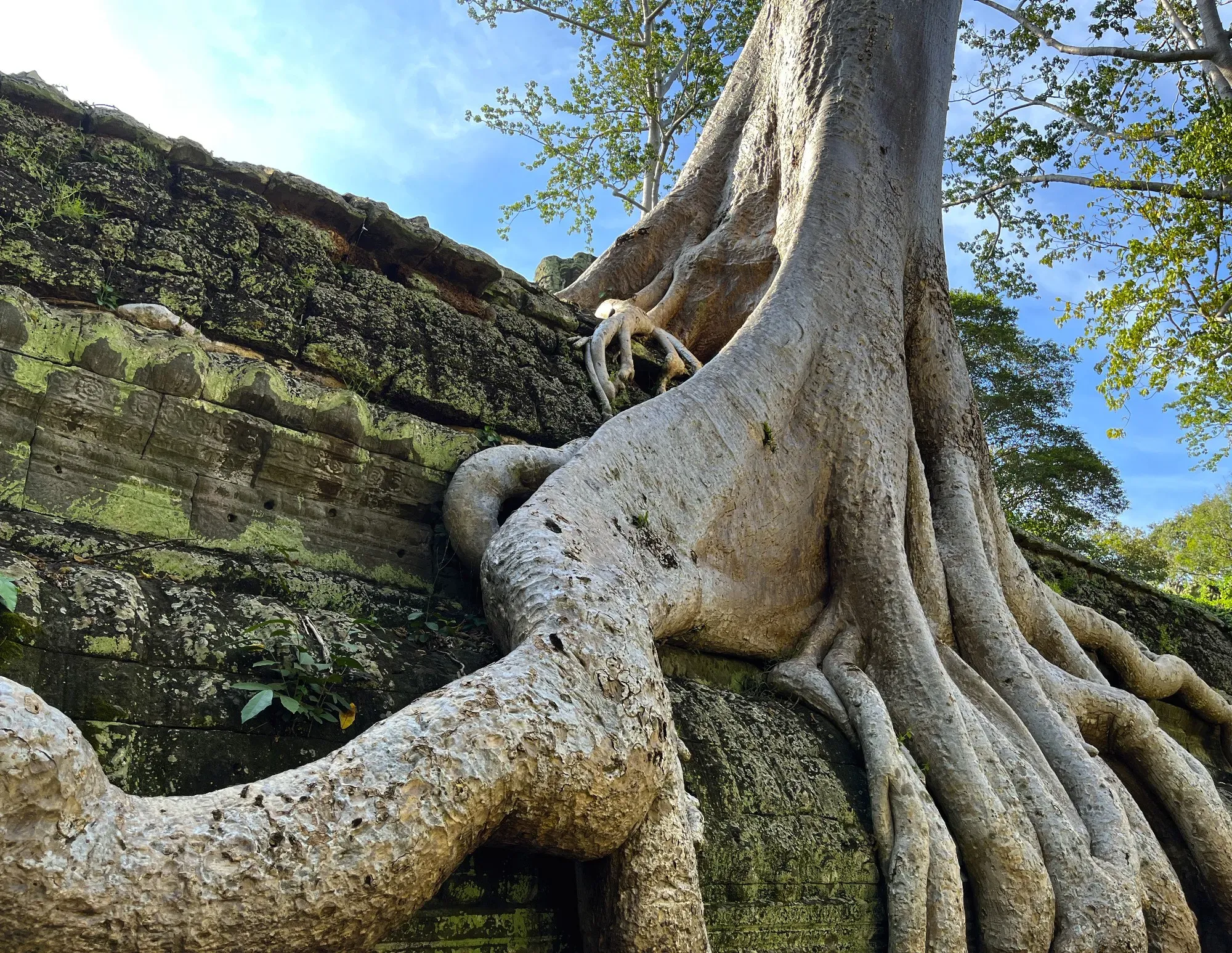 Close-up of a root on top of the Ta Prohm Temple