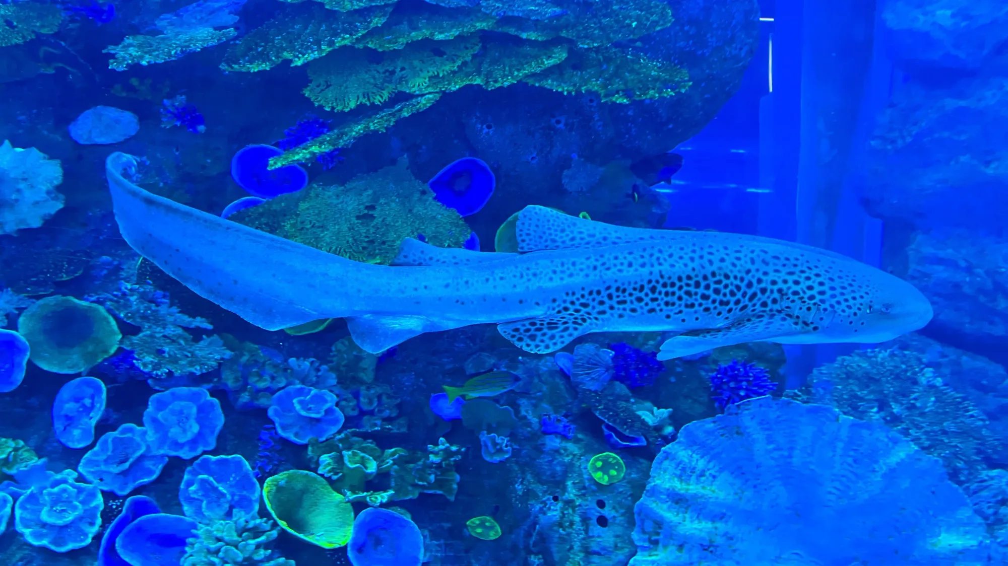 Shark swimming within the Dubai Aquarium, tinted blue from the water