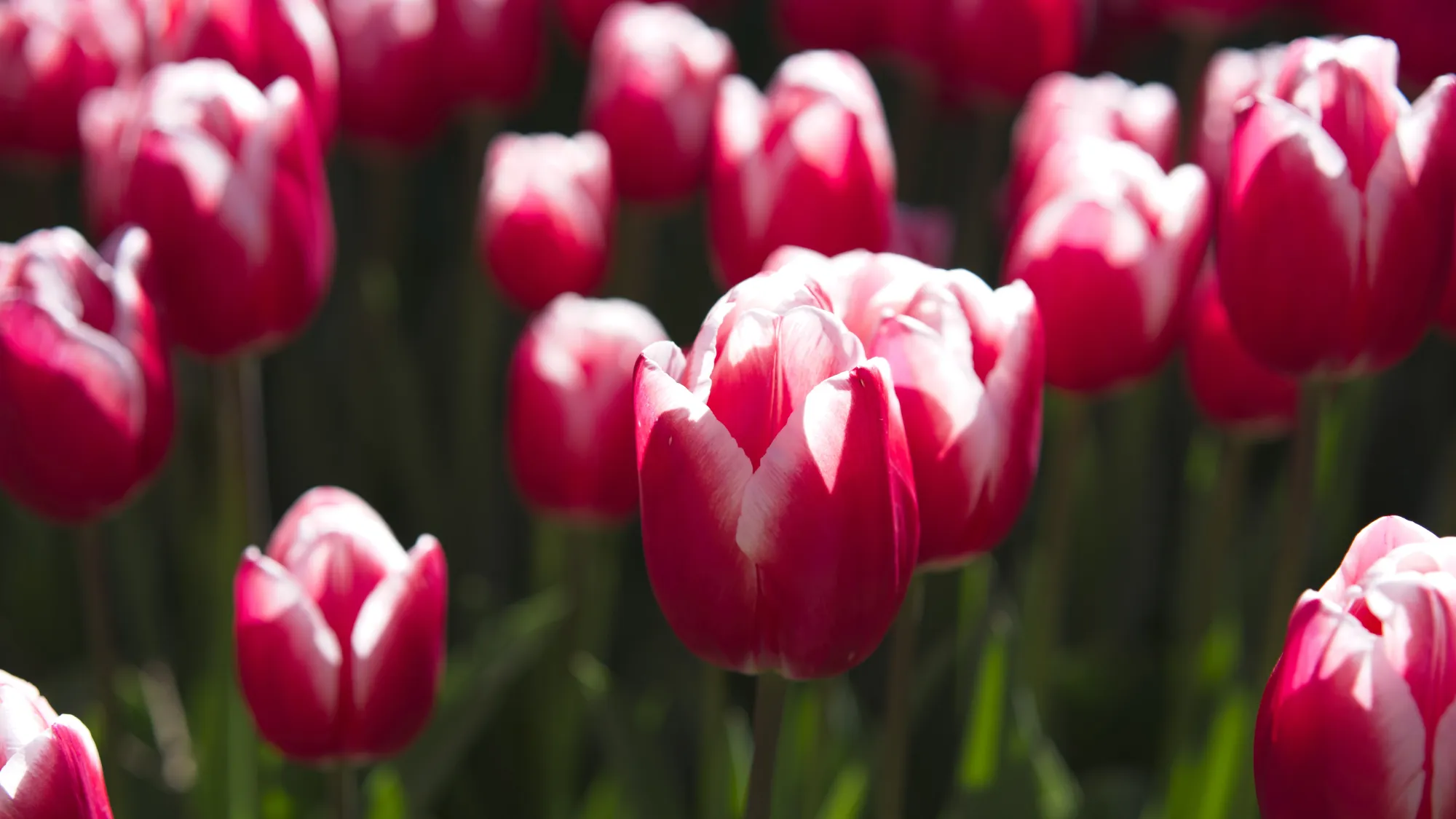 Close-up of pink/white tulips with a green stem background