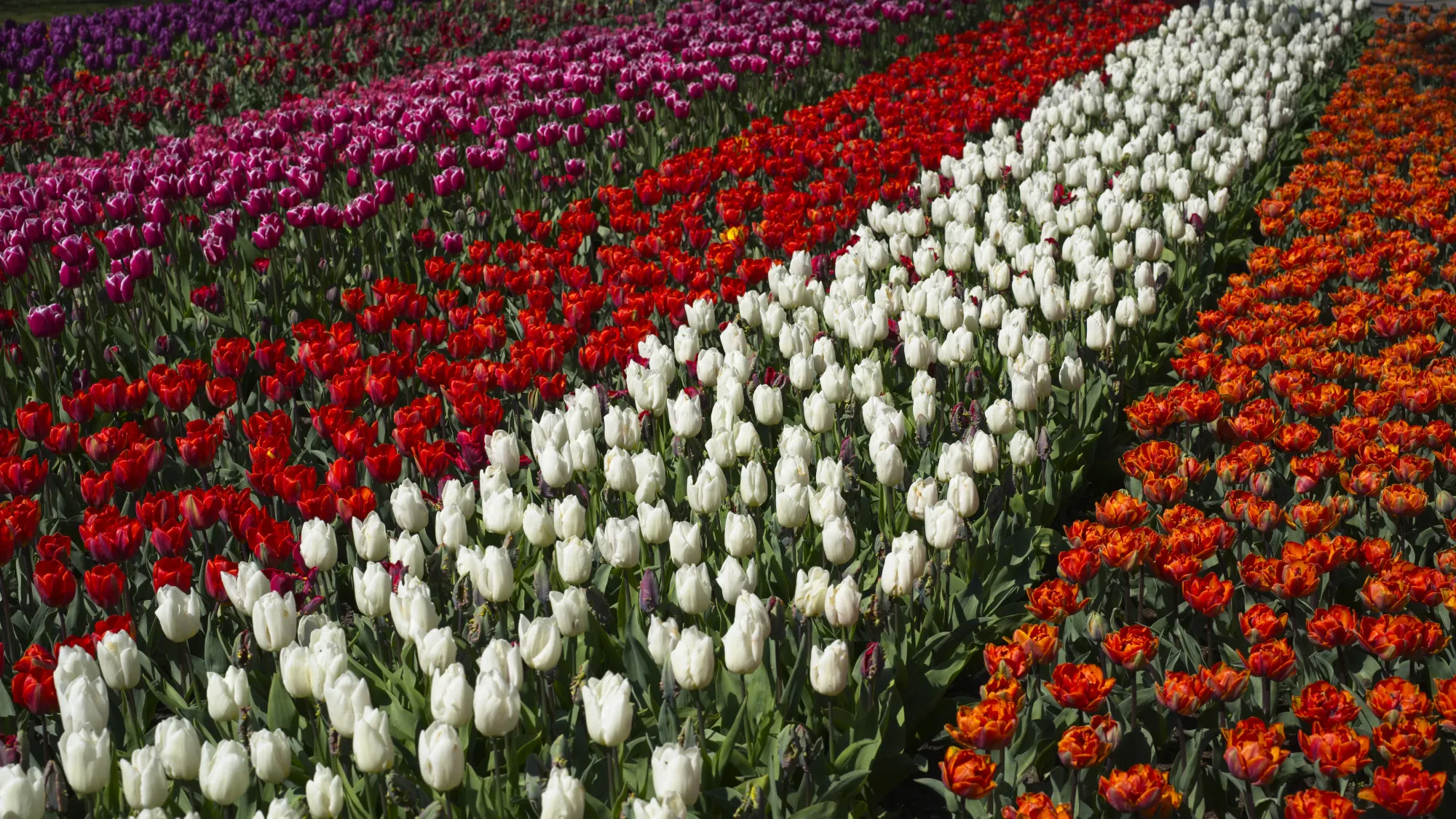 Rows of different colored tulips
