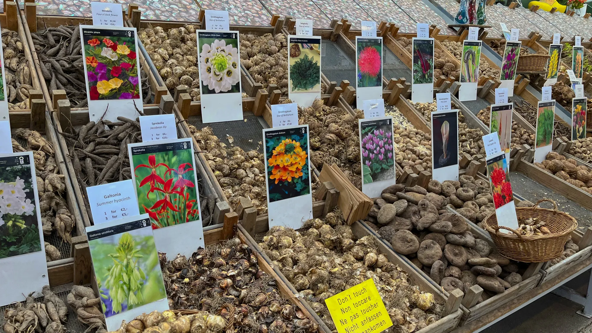 Boxes of flower bulbs in a stand