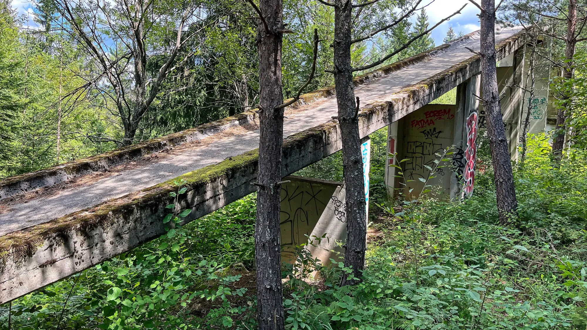 Moss covered concrete slide overgrown with trees and plant-life