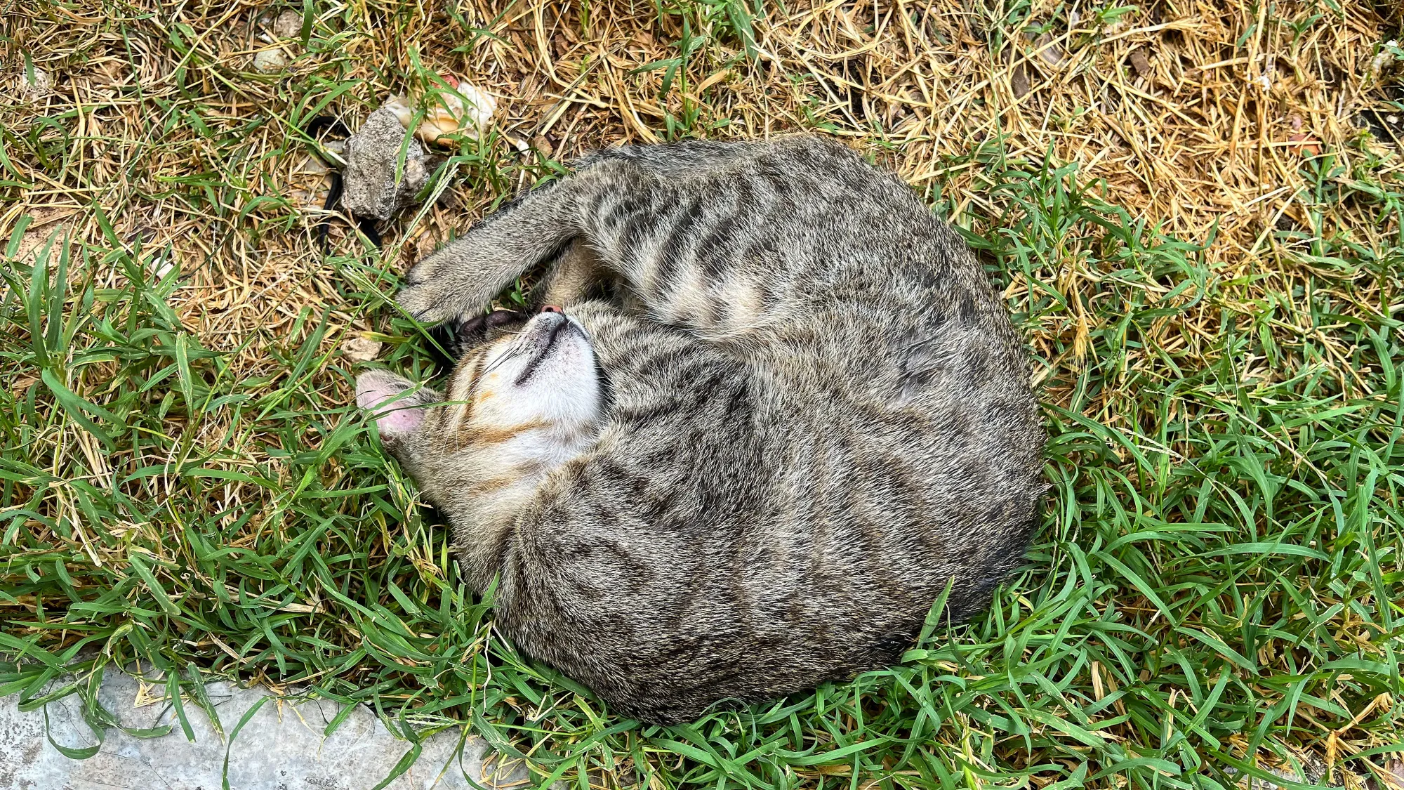 Grey spotted cat curled into a ball sleeping in the grass