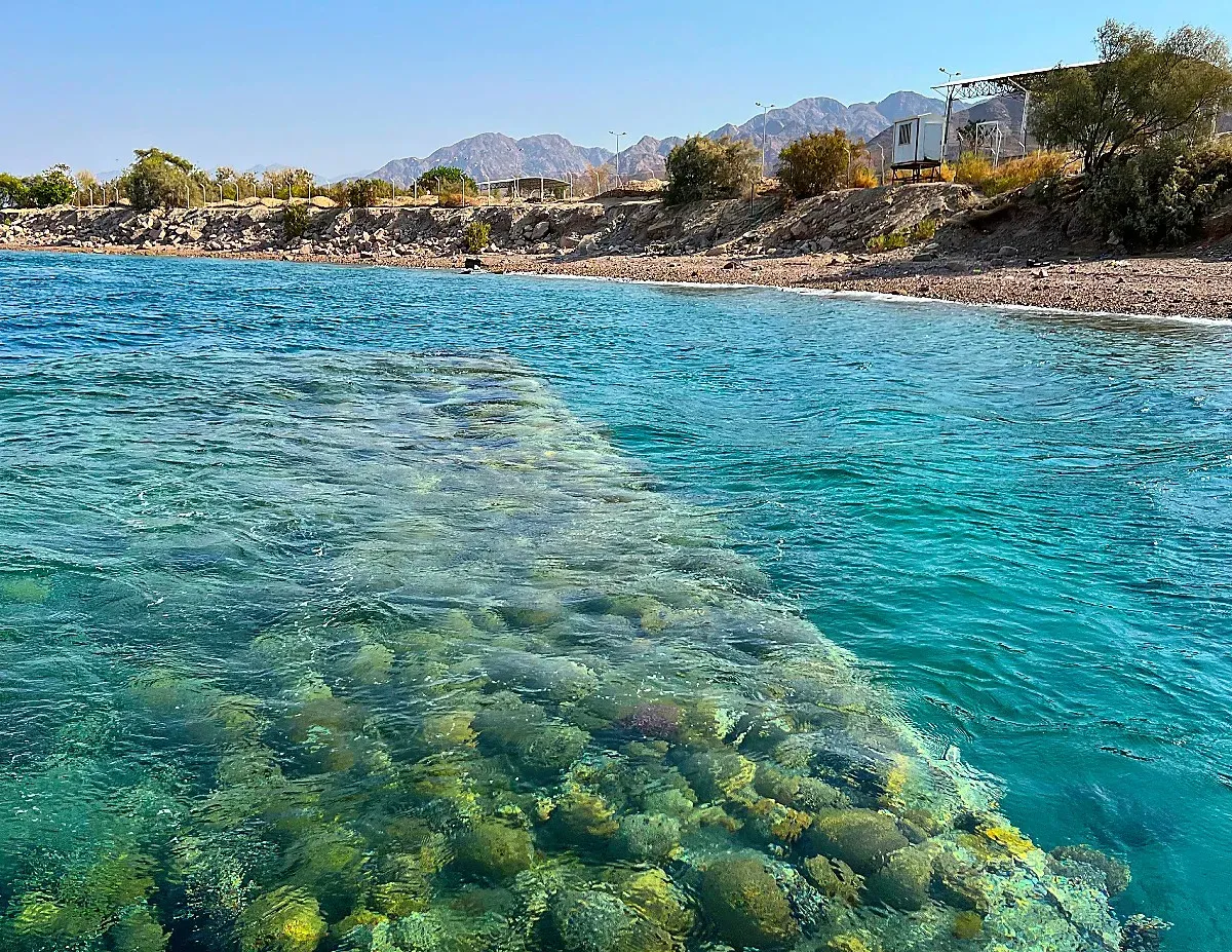 Marine life visible under turquoise water