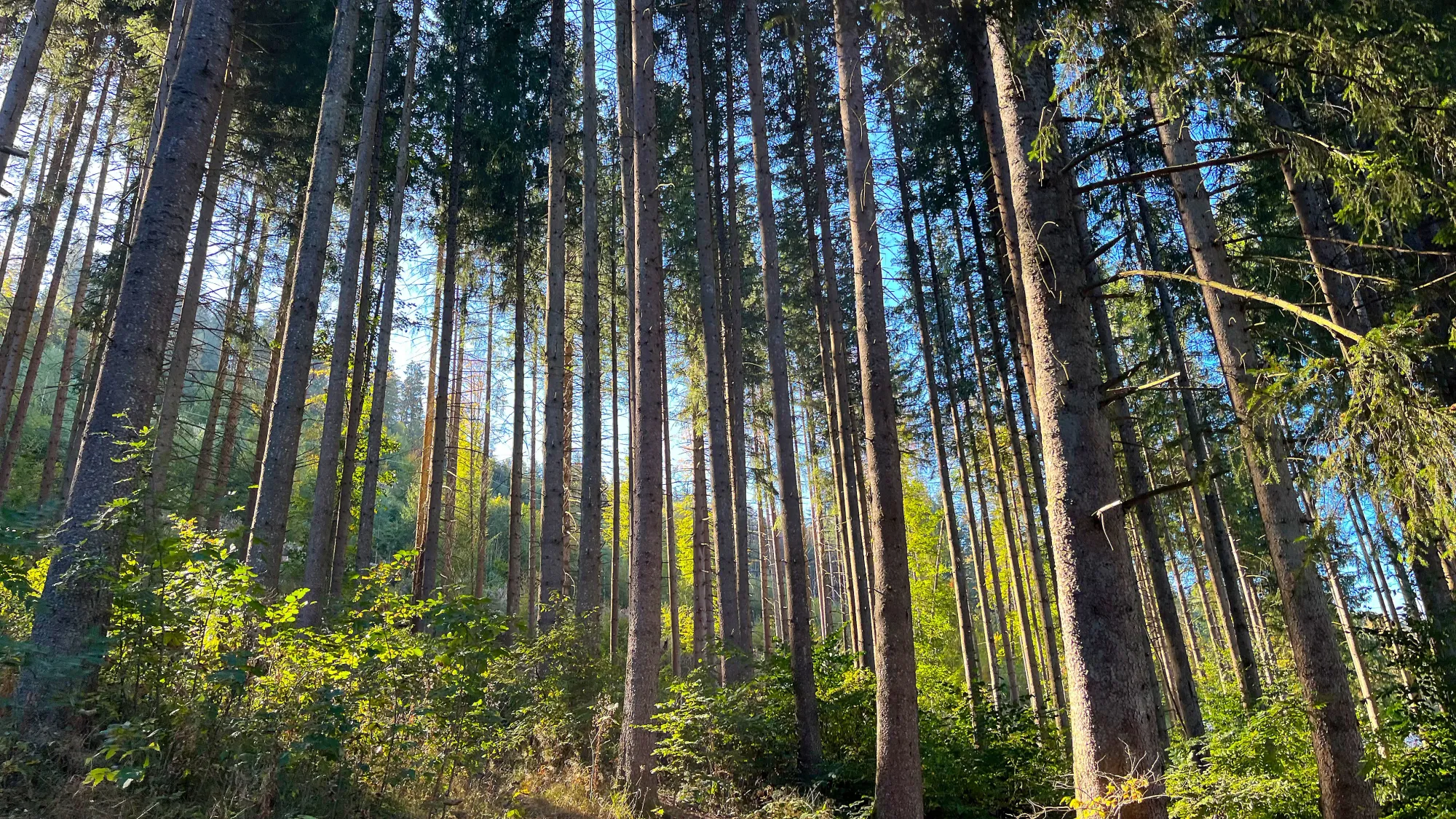 Very straight trees in the middle of the forest