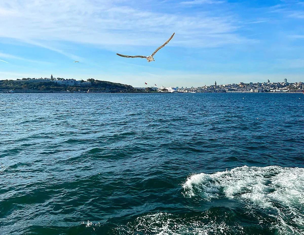 Seagull flying over the blue water with Istanbul skyline in the background