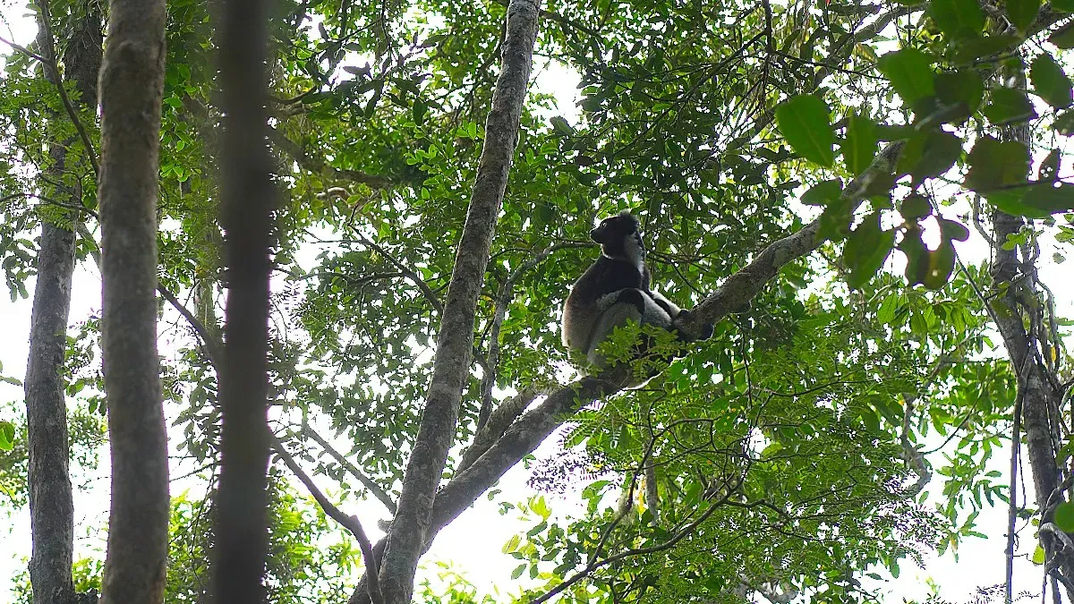 Black and white lemur sitting in a tree branch with the sun shining through the leaves behind it