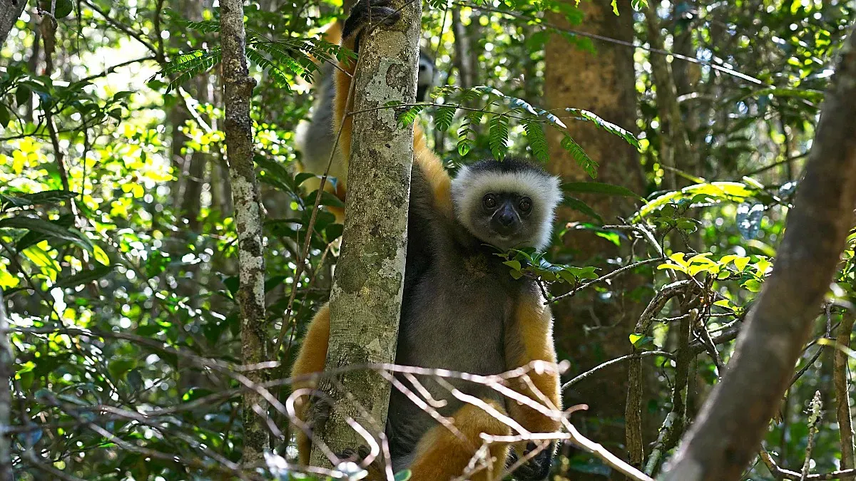 Orange, white, and black lemur peeking out from behind a tree trunk