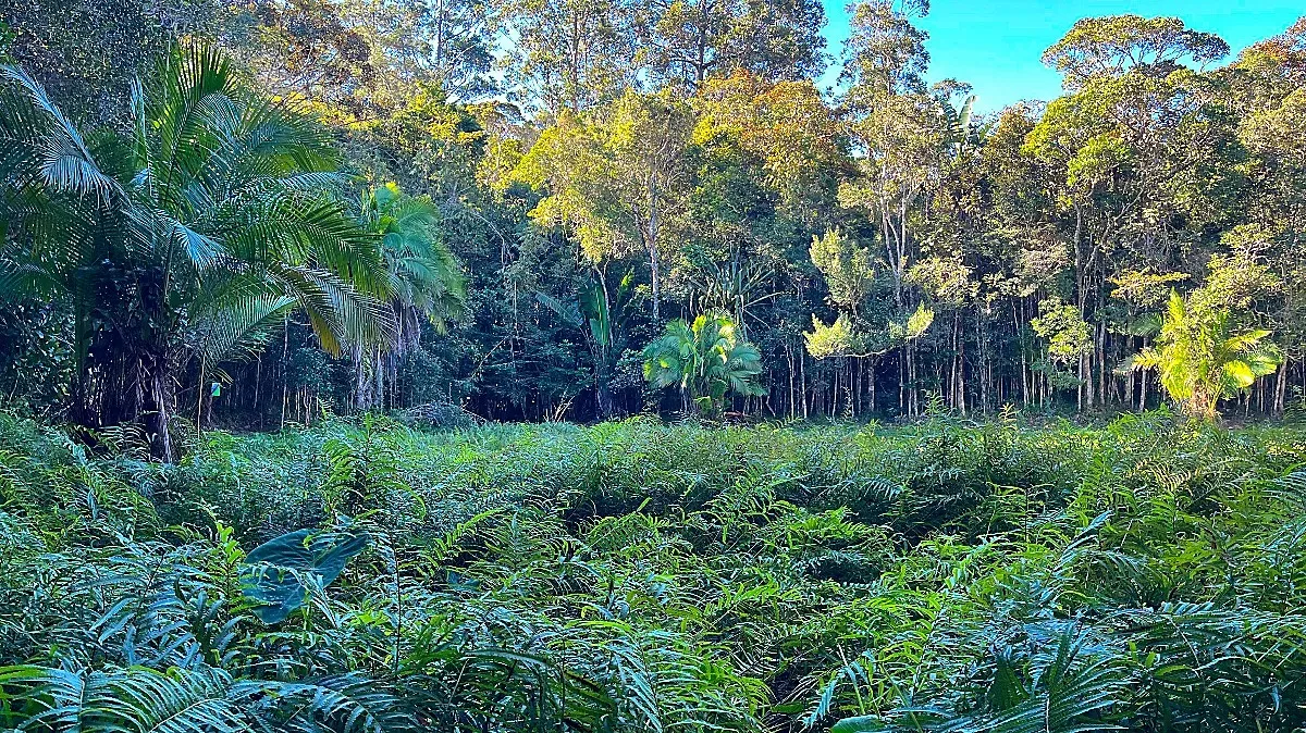 Dense ground cover with layers of tall trees growing out of it