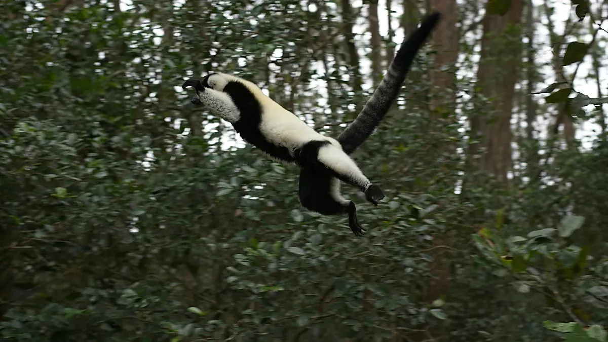 Black and white lemur mid-air with its limbs and tail splayed wide