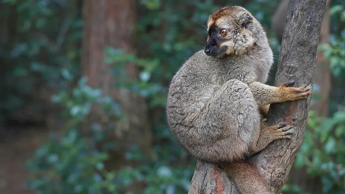 Small brown lemur sitting on a tree trunk looking off in the distance