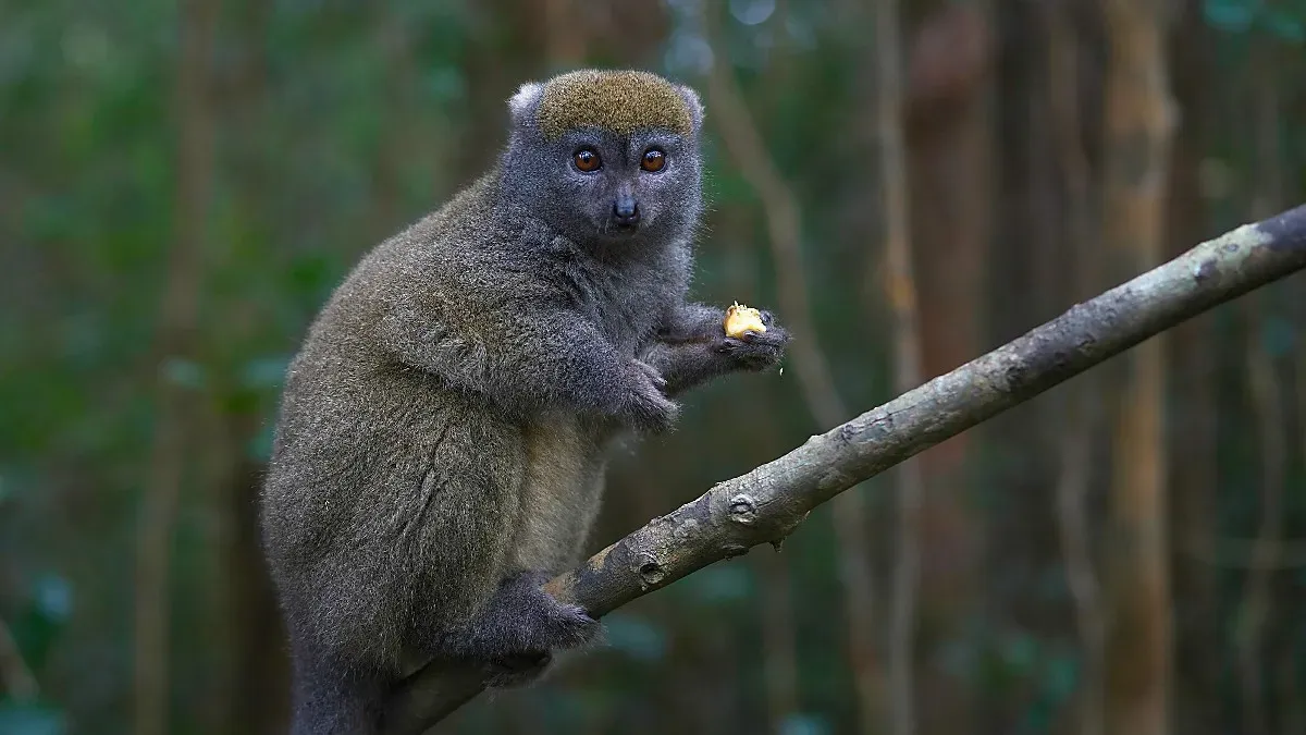 Tiny felt-looking lemur with round brown eyes sitting on a thin branch and eating a piece of fruit